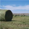 Alfalfa Hay For animal feeding at wholesales prices