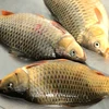 Best Price Whole Fresh frozen silver carp fish Available