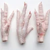 /product-detail/wholesale-frozen-chicken-feet-for-low-price-62005163111.html