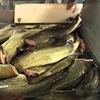 Frozen Atlantic Cod (Gadus Morhua)