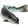 Fresh Salmon Fish