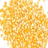 Yellow Maize, Dried Yellow Corn, Popcorn, White Corn Maize for Human & Animals Consumption