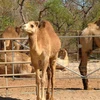 Live Pure breed Dromedary Camel / Bactrian Camel