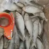 /product-detail/frozen-dotted-shad-fish-hilsa-fish-sardine-cheap-price-viber-whatsapp-wechat-0084-989-322-607-62004356365.html