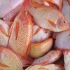 Sea quality food companies frozen horse mackerel fish product for ale
