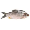 /product-detail/frozen-sardine-morocco-barracuda-cod-fish-62005297039.html