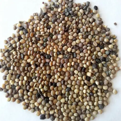 
Guar Seeds for sale 