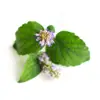 Soap/Incense Making Essential Oil - Patchouli