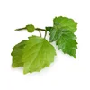 Wholesale Soap Making Patchouli Essential Oil