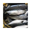 Hot Selling Best Quality Delicious Frozen Bonito Fish for Sale at Low Price