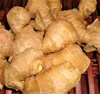Fresh Indian Ginger/Ginger/Fresh Vegetable!