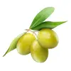 Sell Green olive, Fresh olive Pitted Green Olives, Sliced Green Olives best price