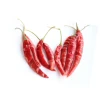 RED CHILLI WITH STEM / TEJA FROM NIK-MAY EXPORTS LLP ORIGIN INDIA
