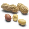 Salted 28/32 fried peanuts roasted spicy peanuts plain flavor peanuts