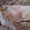 High Quality Dry and Wet Salted Donkey/Goat Skin / Cow Hides