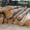 BEST PRICE OF PINE TREE WOOD TIMBER PINE WOOD LOGS FOR SALESACACIA WOOD SAWN TIMBER / TIMBER RAW MATERIAL,MAKE PALLET