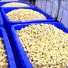 Raw Cashew Nuts W180 W240 W320 W450 processed and unprocessed.......