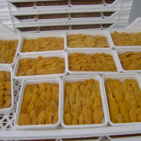 
fresh sea urchin for sale 