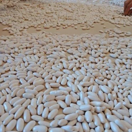 
white kidney beans high quality picks by hands 