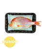 Absorbent Pad with High quality SAP Material For fish