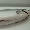 Superior Quality Fresh Norwegian Salmon, Frozen Salmon Backbones