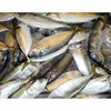 /product-detail/mackerel-whole-frozen-fish-62004922675.html