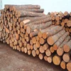 pine log wood /pine wood timber/pine sawn timber