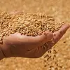 Fresh high-quality natural raw no GMO organic wheat grain