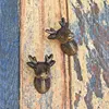 Vintage Metal Animal Cabinet Knobs and Drawer Pulls, Antique Brass Door Knobs