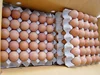 Fresh Chicken Brown / White Eggs Direct Factory Supply
