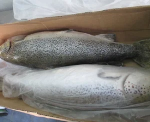 fresh/ frozen salmon fish top quality