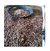 /product-detail/vietnamese-dried-sacha-inchi-sachi-seeds-phoebe--50046956827.html