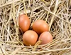 /product-detail/white-and-brown-chicken-eggs-fresh-table-eggs-for-sale-62004805526.html