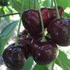 Red Sweet Cherry / Fresh Chery Fruit