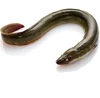 Excellent Quality Frozen Eel Fish