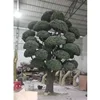 large evergreen artificial podocarpus bonsai tree, 400cm height black pine tree for sale, wooden pine tree
