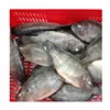 /product-detail/frozen-tilapia-fish-62005239538.html