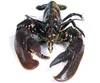 Quality Frozen Crawfish Cooked Whole round / frozen cooked/raw canadian lobster