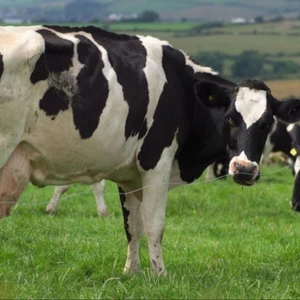Cattle Cow Prices Wholesale Suppliers Alibaba
