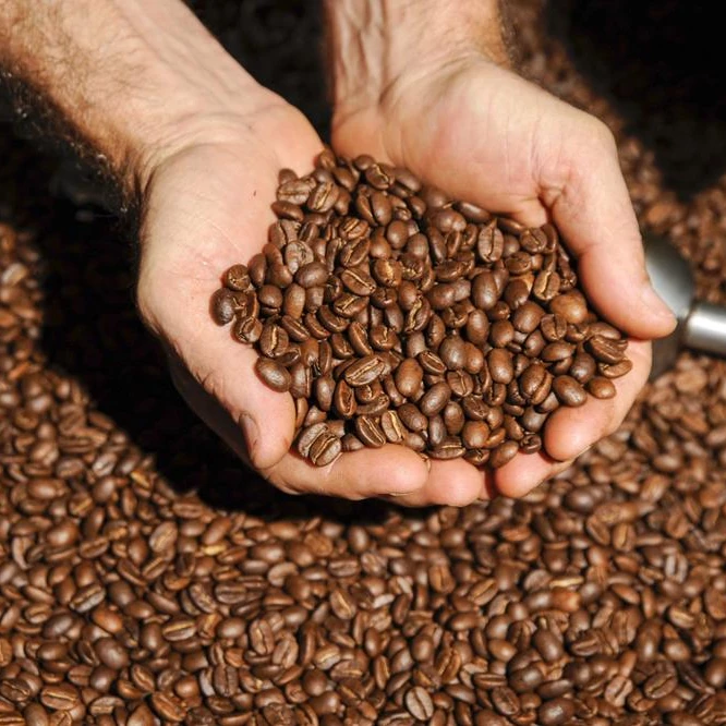 robusta coffee