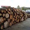 Pine & Hard Wood Logs and Timber for Sale