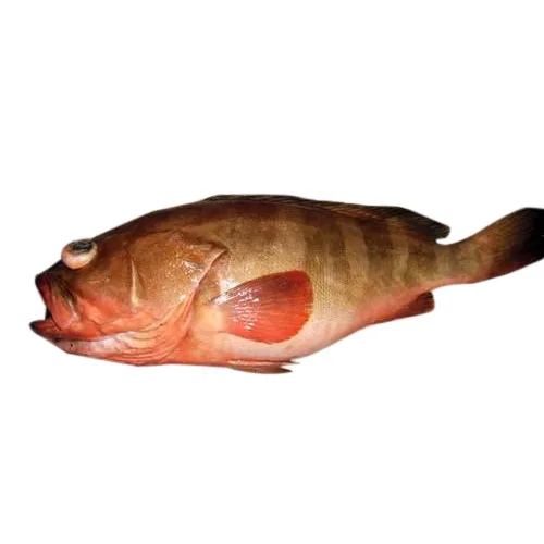 Тресковая рыба 6 букв. Рыба т- образная. Кожа рыб тресковых пород для собак. Treska rýba Slovakia.