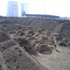 Palm Kernel Oil / Palm Kernels/ Palm Kernel Shells for sale at a low rate
