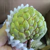 TOP QUALITY ! OFFER seedless custard apple puree with best price 2018