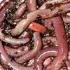 Healthy Live Earthworm Available.