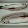 Best Quality Norwegian Farm Salmon Fish, Salmon Salar