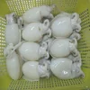 High Quality Frozen Cuttlefish