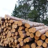 BEST PRICE OF PINE TREE WOOD TIMBER PINE WOOD LOGS FOR SALESACACIA WOOD SAWN TIMBER / TIMBER RAW MATERIAL,MAKE PALLET