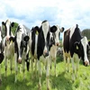 1st Holstein heifers / Friesian cattle , Aberdeen Angus Fattening Beef,Live Dairy Cows and Pregnant Dutch Holstein Heifers!