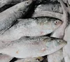 /product-detail/quality-fresh-frozen-hilsa-fish-stock-ready-for-export-62005016025.html